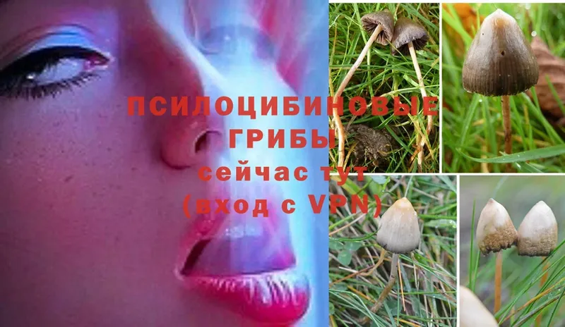 Псилоцибиновые грибы MAGIC MUSHROOMS  наркотики  Бикин 